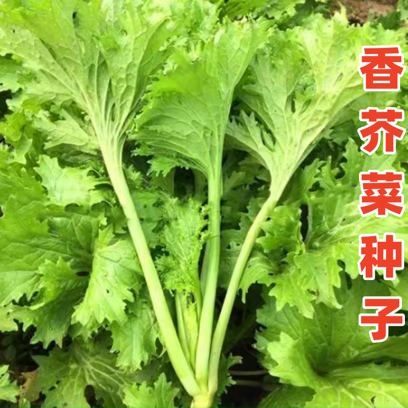美味香芥菜种子四川农家种蔬菜籽