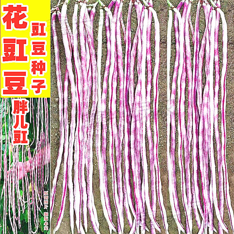 花豇豆种子胖儿豇江豆种籽长豆角种子架豆四川春季农家田园蔬菜孑