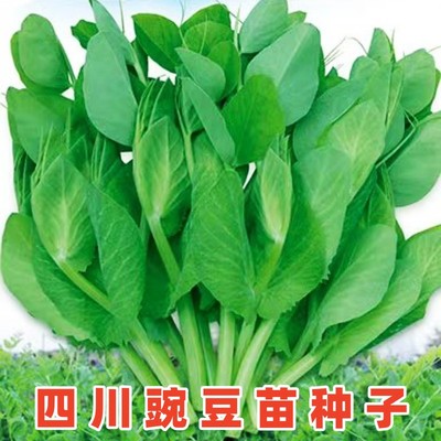四川豌豆苗种籽豌豆尖种子蔬菜孑