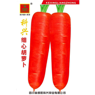 四川细心胡萝卜种子肉质脆甜本地红胡萝卜种籽川渝夏秋季蔬菜种孑
