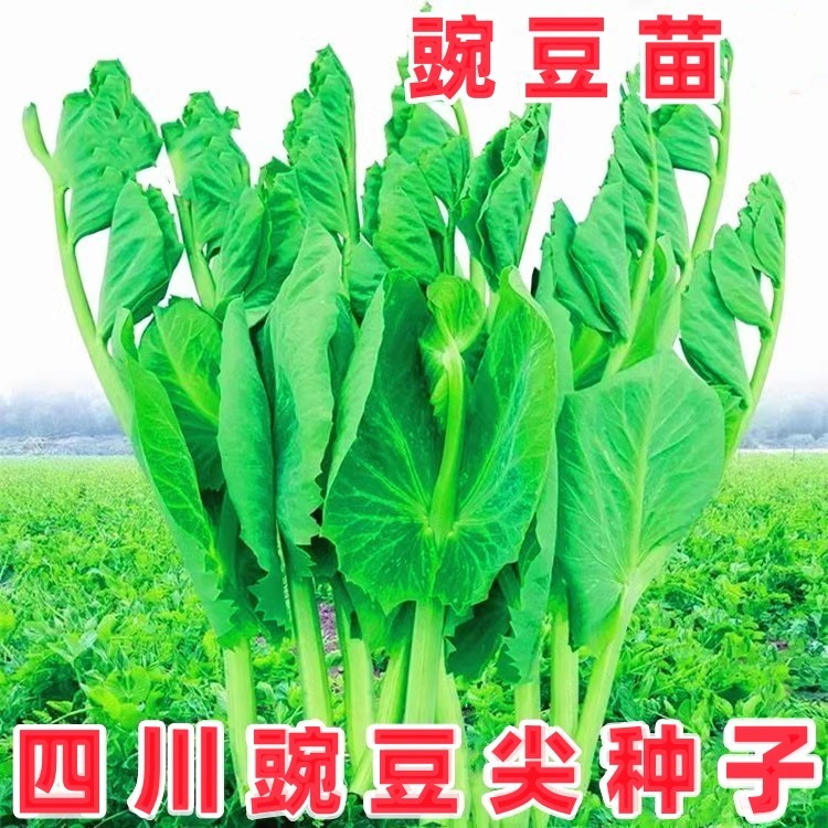 四川豌豆尖种子无须豌豆苗碗豆颠荷兰豆芽苗菜秋冬季田园蔬菜籽孑