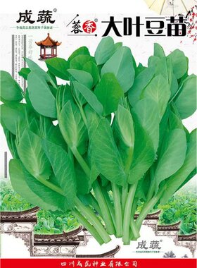 大无须豌豆尖种子四川豌豆苗种籽
