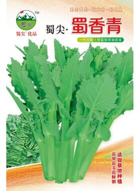 油菜苔种子早熟杂交青油菜苔种籽