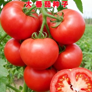 大红番茄种子酸甜蕃茄粉红西红柿种籽非转基因番茄种籽春季蔬菜孑