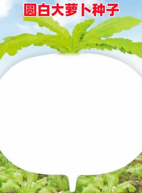 甜脆水晶春不老圆白萝卜蔬菜种子