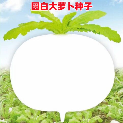 甜脆水晶春不老圆白萝卜蔬菜种子