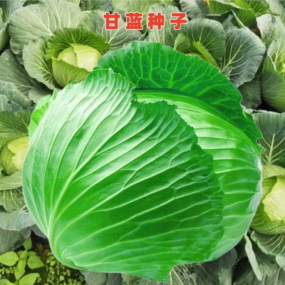 京丰一号甘蓝种子夏秋播包菜种籽