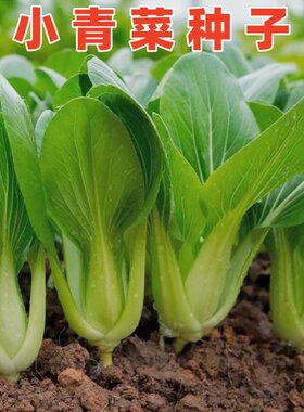 上海青菜种籽鸡毛菜种子小青菜籽