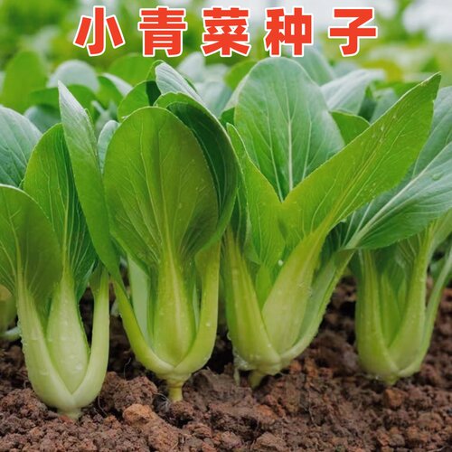 上海青菜种籽鸡毛菜种子小青菜籽