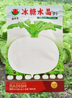冰糖水晶白萝卜种子甜脆化渣秋播