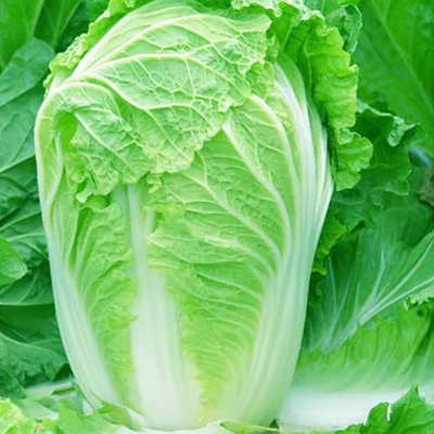 大白菜种籽80天90山东大白菜种子