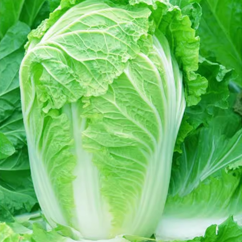 大白菜种籽80天90山东大白菜种子