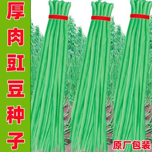 耐热农家田园蔬菜种孑 长豇豆种子绿白条豆角种籽架豆四川春夏秋季