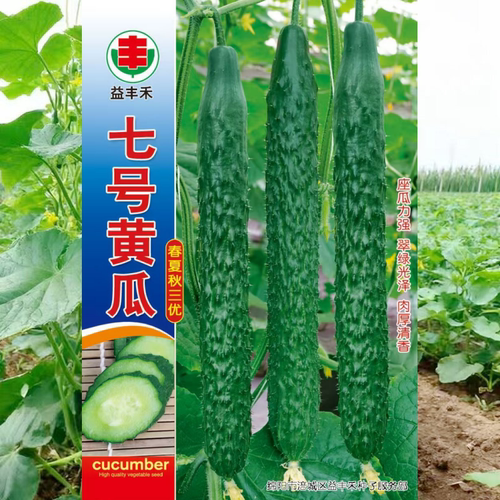 青绿皮黄瓜七号黄瓜种籽肉厚清香