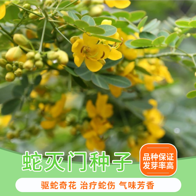 蛇灭门种子 凤凰草驱蛇奇花驱蚊驱虫草种子灭蛇草籽望江南