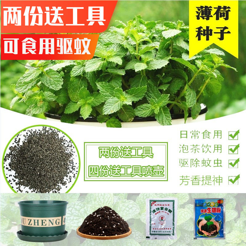 食用薄荷种子四季阳台含羞草种子太阳花种子驱蚊草花卉猫薄荷种籽