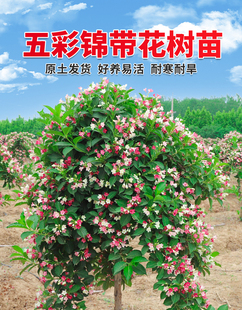 五彩锦带树苗别墅庭院花树园林风景绿化木丛生红王子花苗盆栽花卉