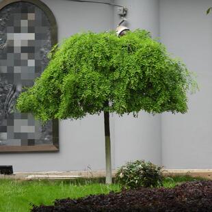 包邮龙爪槐树大小苗 嫁接苗国槐大树黄金槐树 绿化树苗垂槐雨伞树