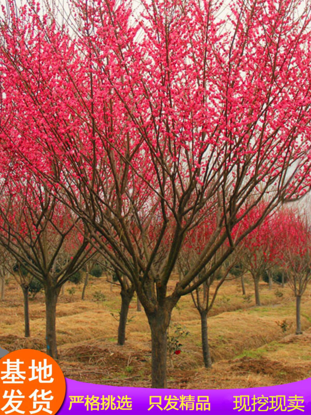梅花树苗庭院盆栽室外耐寒冬梅红梅腊梅地栽开花盆景四季花卉植物