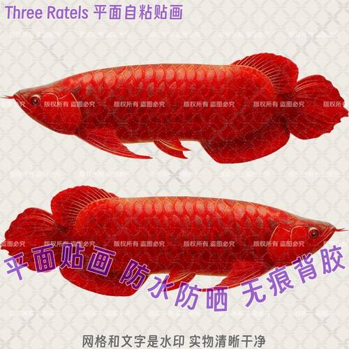 金龙鱼图案风水招财贴纸贴墙上餐厅店铺冰箱门贴旺宅自粘装饰贴画