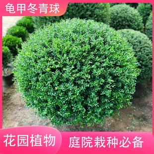 龟甲冬青球室外别墅庭院花园耐寒植物四季常青绿化工程苗花镜植物