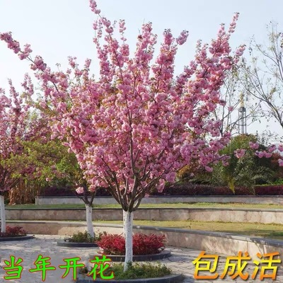 耐寒樱花树苗别墅庭院花园地栽重瓣樱花苗盆栽花树染井吉野大树苗