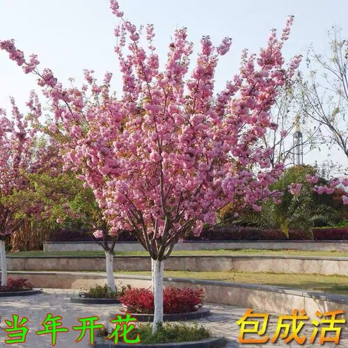 耐寒樱花树苗别墅庭院花园地栽重瓣樱花苗盆栽花树染井吉野大树苗