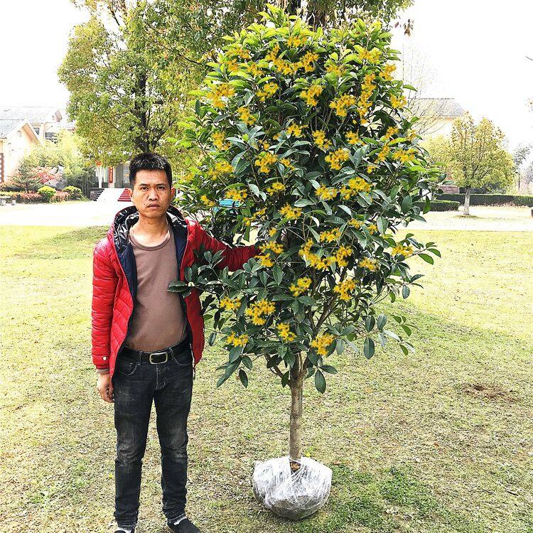 桂花树苗别墅花园庭院栽种四季不落叶红色丹桂花四季桂浓香型花卉