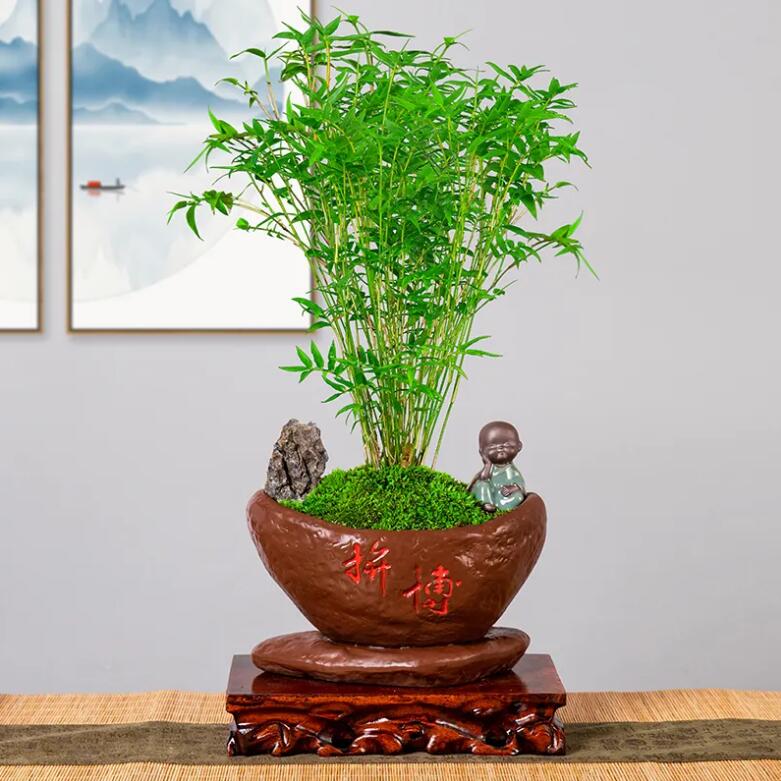 凤尾竹盆栽竹子庭院观赏植物微型盆景米竹苗室内水养植物四季常青