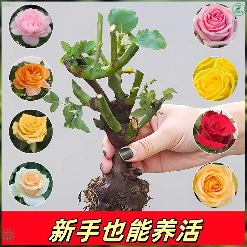 基地直发大花浓香玫瑰花苗老桩好养易活室内阳台盆栽月季花苗耐寒,鲜花速递/花卉仿真/绿植园艺,月季/蔷薇/玫瑰,淘宝优惠券,粉丝福利购,淘宝优惠卷