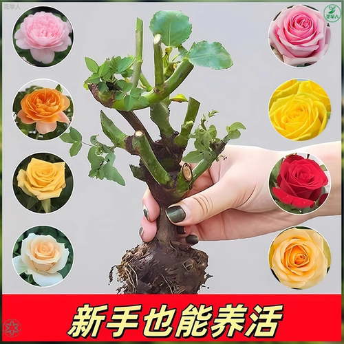 基地直发大花浓香玫瑰花苗老桩好养易活室内阳台盆栽月季花苗