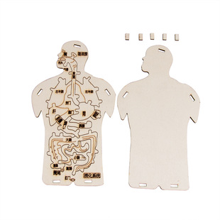 人体消化系统diy科技小制作 生物科学小发明 中小学生拼装材料包