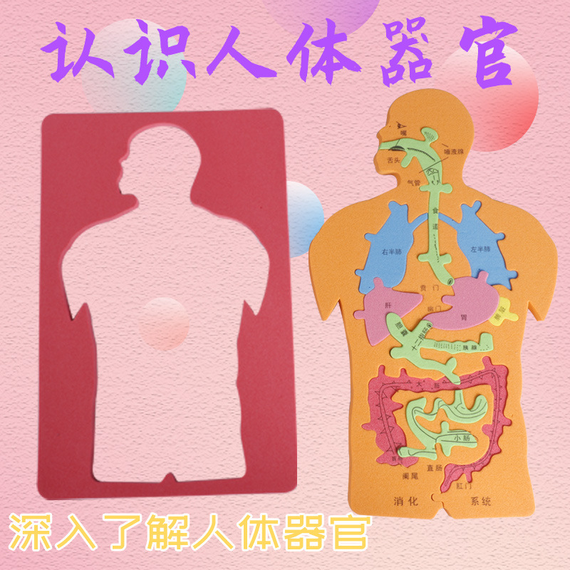 科技小制作拼图EVA人体器