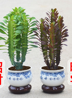 招财镇宅龙骨植物盆栽办公室室内客厅多肉好养好活净化空气玉麒麟