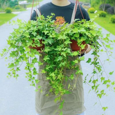 常春藤客厅阳台吸甲醛