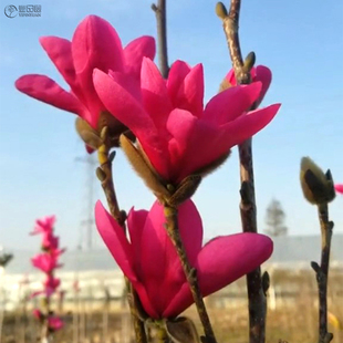 玉兰花树苗娇红一号红玉兰花苗室外花园地栽名贵木本苗木花卉植物