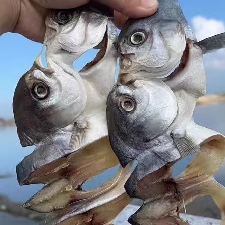 深海沙扒咸鱼干天然日晒