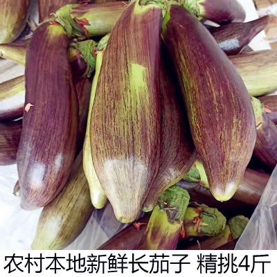 湖北新鲜茄子烧烤蔬菜长茄现摘