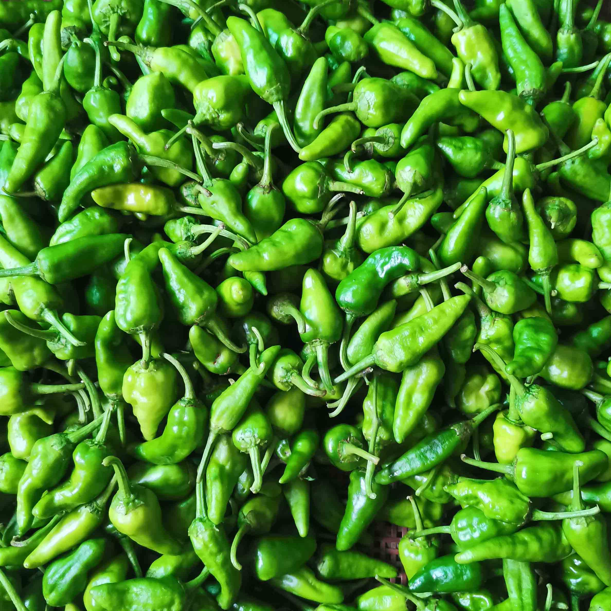 湖北宜昌小迷你土辣椒农村特产本地小土辣椒新鲜蔬菜迷你土广椒