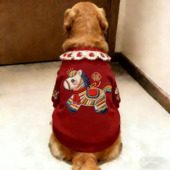 冬季 金毛狗狗衣服保暖秋冬过年衣服吉祥新年中大型两脚犬萨摩耶