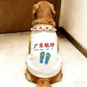 春夏季 背心狗狗衣服金毛中大型犬宠物服饰凉感超萌萨摩 防掉毛薄款