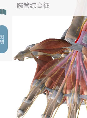 肌肉解剖与运动机能学Atlas Muscle Premium安卓版电脑版健身素描