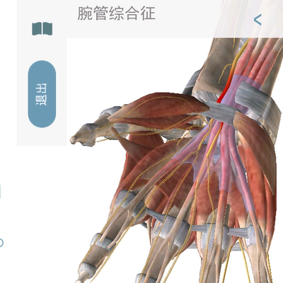 肌肉解剖与运动机能学Atlas Muscle Premium安卓版电脑版健身素描