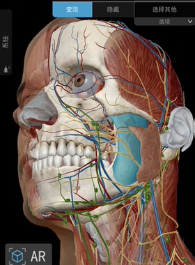 解剖软件安卓手机中文Anatomy Atlas 2021，骨性标识，肌肉动画