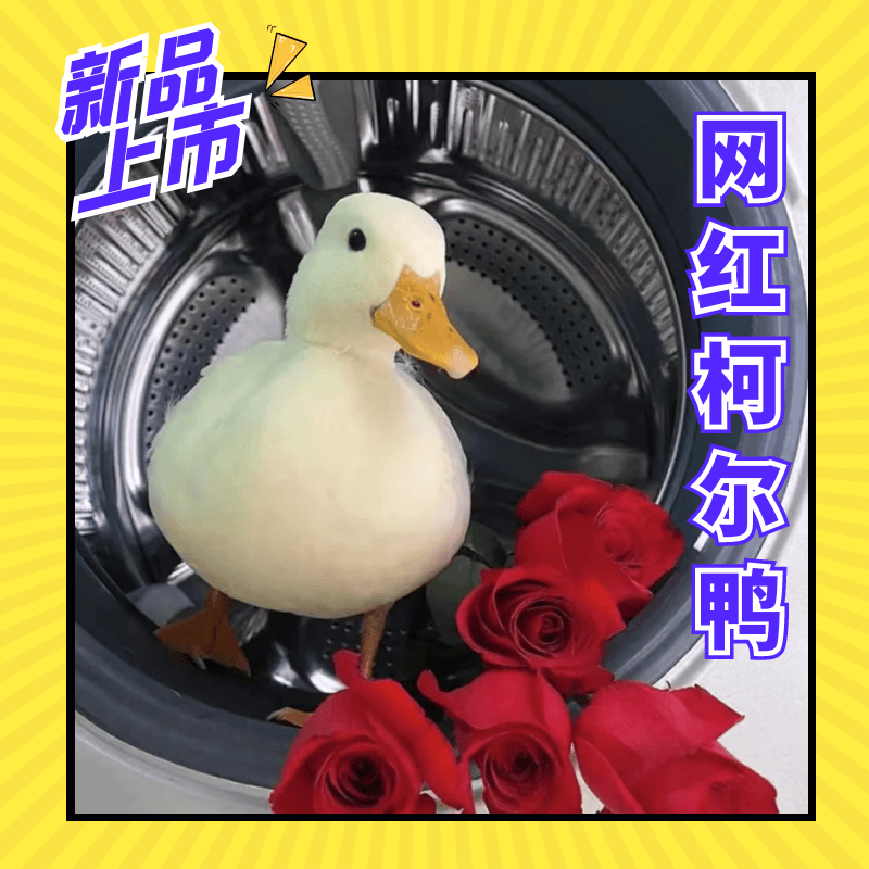 成年柯尔鸭S级赛级网红鸭柯尔鸭幼崽宠物小白鸭纯种柯尔鸭活宠物