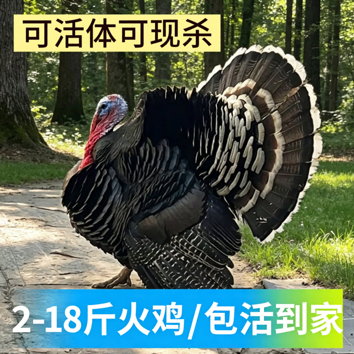 散养成年火鸡活体巨型大型青铜尼古拉现杀新鲜火鸡肉整只圣诞火鸡