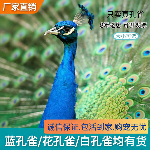 蓝孔雀苗白孔雀苗花孔雀苗公母一对家养孔雀幼苗幼崽开屏鸟活体