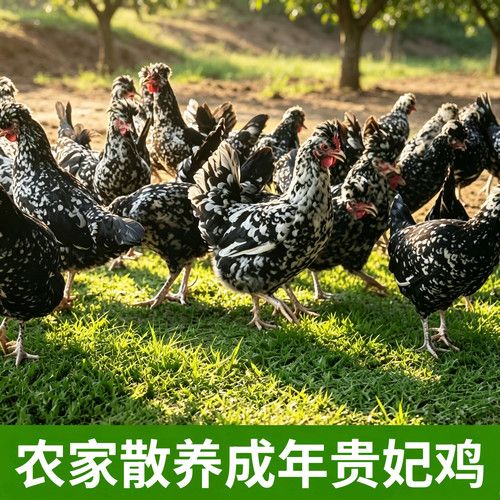 正宗贵妃鸡活体散养母鸡下蛋鸡走地鸡成年贵妃鸡月子鸡土鸡观赏鸡