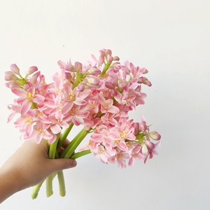 水仙紫色价格 水仙紫色图片 星期三