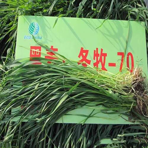 秋冬季耐寒高产牧草进口宽叶养殖